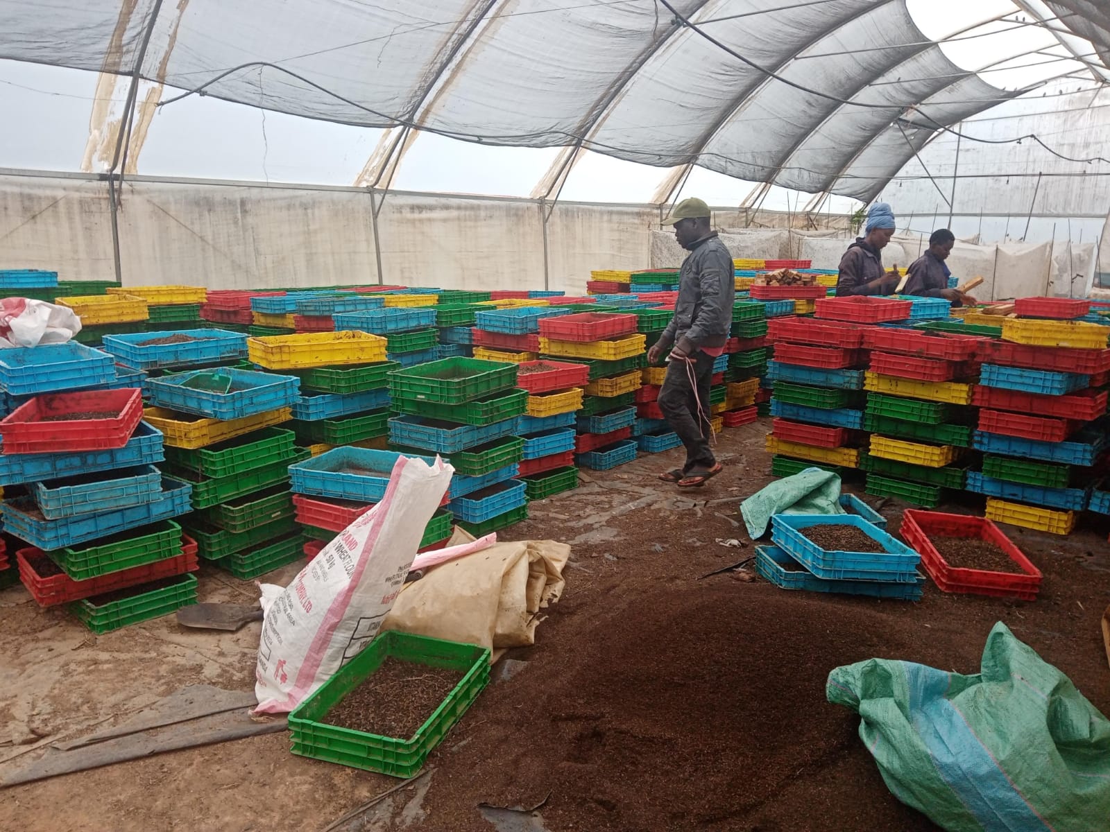 Image of our insect farm